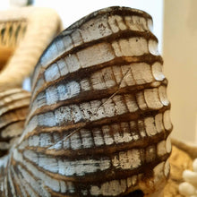 Laden Sie das Bild in den Galerie-Viewer, Wood Hand carved Nautilus Shell Brown - bohemian-beach-house
