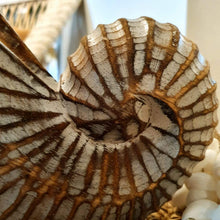 Laden Sie das Bild in den Galerie-Viewer, Wood Hand carved Nautilus Shell White Wash - bohemian-beach-house
