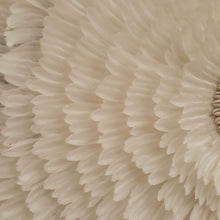Laden Sie das Bild in den Galerie-Viewer, JUJU Hat Feather &amp; Coffee Bean Cowrie Shell Decor White Large - bohemian-beach-house
