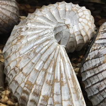 Load image into Gallery viewer, Wood Hand carved Nautilus Shell White Wash - bohemian-beach-house
